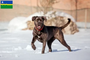 Lees meer over het artikel Cane Corso Italiano fokkers en pups in Flevoland