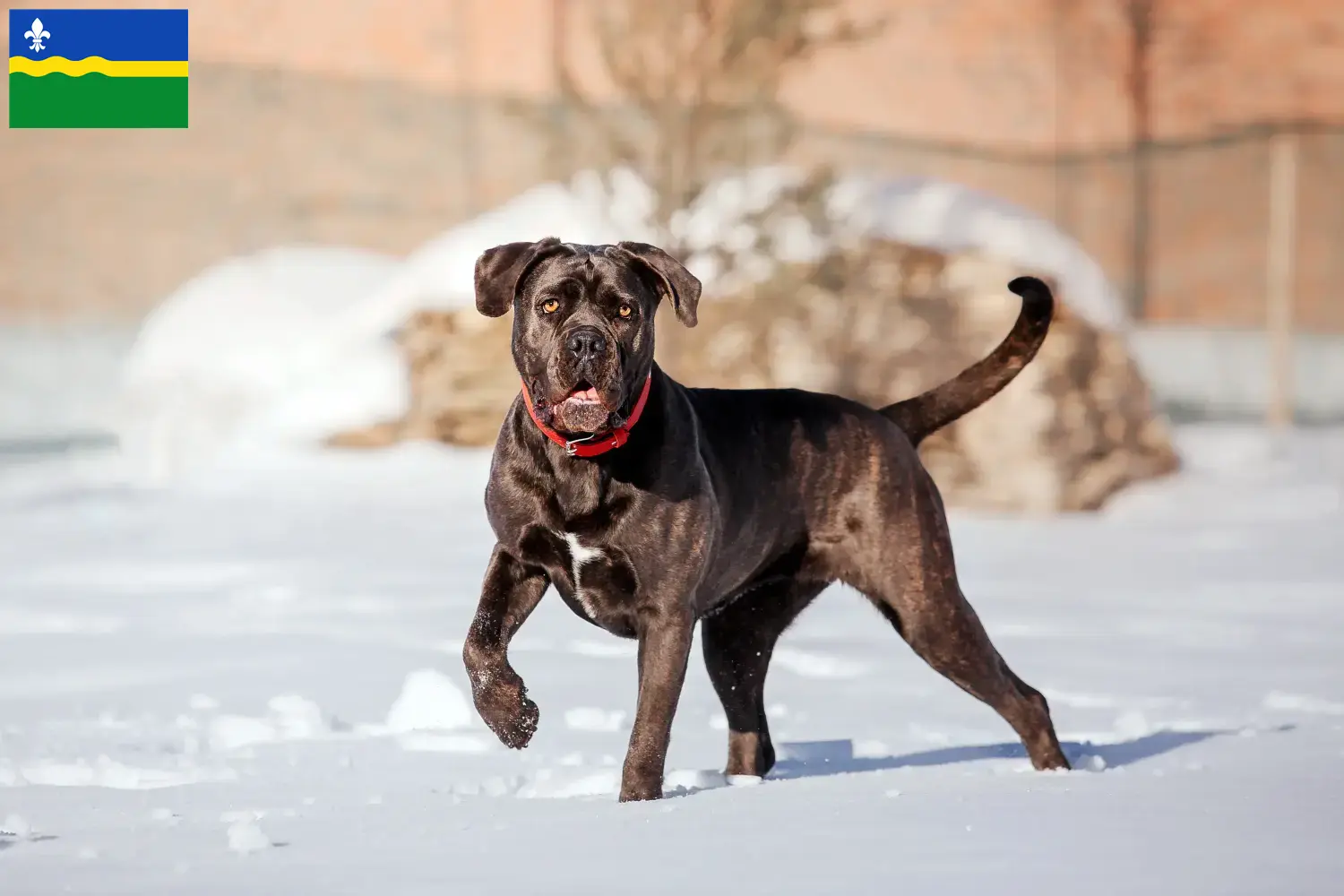 Cane Corso Italiano pups en fokkers Flevoland Zoek naar Cane Corso Italianos fokkers in Flevoland.