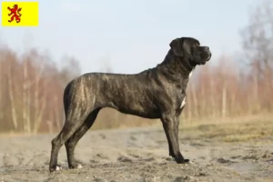 Lees meer over het artikel Cane Corso Italiano fokkers en pups in Zuid-Holland
