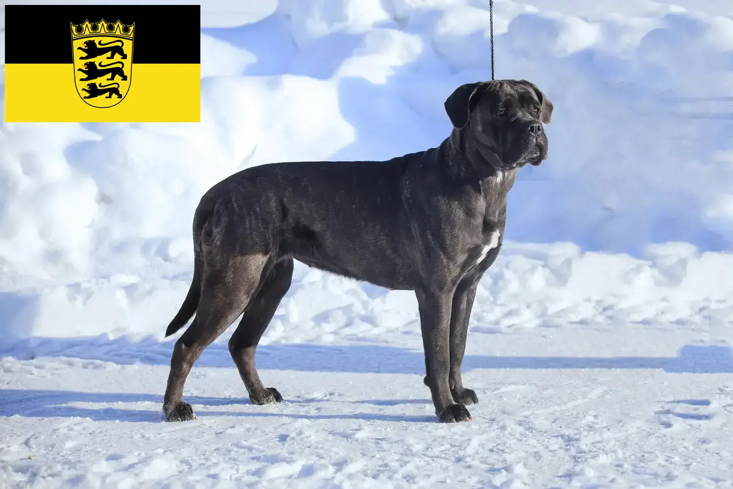 Cane Corso Italiano pups en fokkers Baden-Württemberg Hier vind je fokkers van Cane Corso Italianos in Baden-Württemberg.