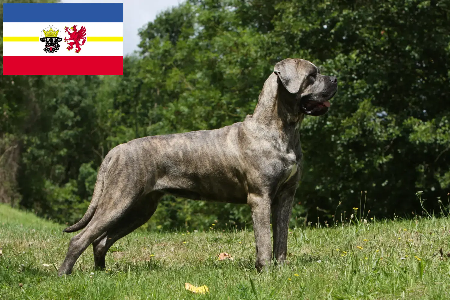 Cane Corso Italiano pups en fokkers Mecklenburg-Vorpommern Hier vind je fokkers van Cane Corso Italianos in Mecklenburg-Vorpommern.