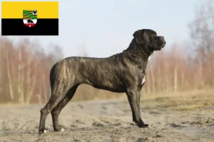 Lees meer over het artikel Cane Corso Italiano fokkers en pups in Saksen-Anhalt