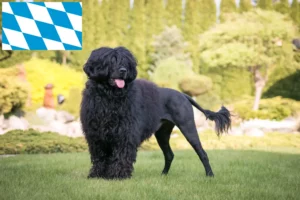Lees meer over het artikel Cão de Agua português fokkers en puppies in Beieren