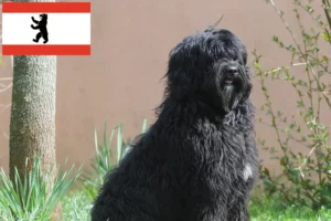 Lees meer over het artikel Cão de Agua português fokkers en puppies in Berlijn