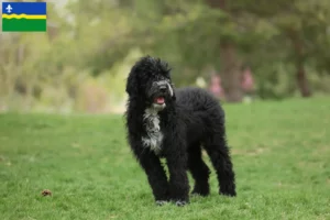 Lees meer over het artikel Cão de Agua português fokkers en puppies in Flevoland