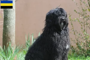 Lees meer over het artikel Cão de Agua português fokkers en puppies in Gelderland