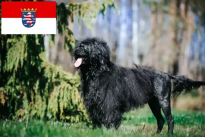 Lees meer over het artikel Cão de Agua português fokkers en puppies in Hessen