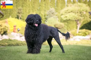 Lees meer over het artikel Cão de Agua português fokkers en puppies in Limburg