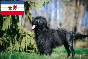 Lees meer over het artikel Cão de Agua português fokkers en puppies in Mecklenburg-Vorpommern