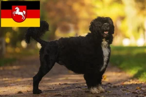 Lees meer over het artikel Cão de Agua português fokkers en puppies in Nedersaksen