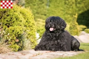 Lees meer over het artikel Cão de Agua português fokkers en pups in Noord-Brabant