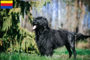 Lees meer over het artikel Cão de Agua português fokkers en puppies in Noord-Holland