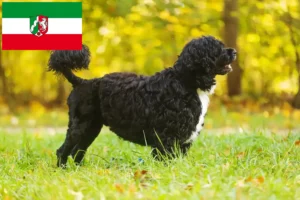 Lees meer over het artikel Cão de Agua português fokkers en puppies in Noordrijn-Westfalen
