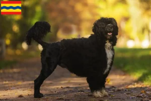 Lees meer over het artikel Cão de Agua português fokkers en puppies in Overijssel
