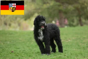 Lees meer over het artikel Cão de Agua português fokkers en puppies in Saarland