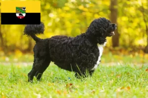 Lees meer over het artikel Cão de Agua português fokkers en puppies in Saksen-Anhalt