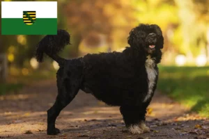 Lees meer over het artikel Cão de Agua português fokkers en puppies in Saksen