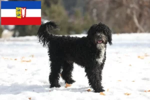Lees meer over het artikel Cão de Agua português fokkers en puppies in Sleeswijk-Holstein