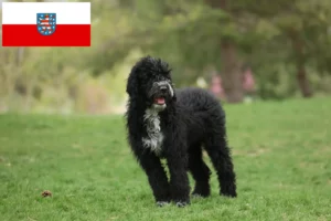 Lees meer over het artikel Cão de Agua português fokkers en puppies in Thüringen