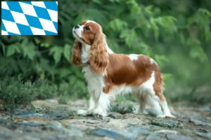 Lees meer over het artikel Cavalier King Charles Spaniël fokkers en puppies in Beieren