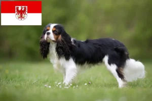 Lees meer over het artikel Cavalier King Charles Spaniël fokkers en puppies in Brandenburg