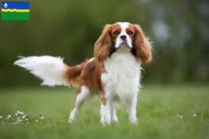 Lees meer over het artikel Cavalier King Charles Spaniël fokkers en pups in Flevoland
