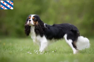 Lees meer over het artikel Cavalier King Charles Spaniël fokkers en pups in Friesland
