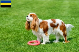 Lees meer over het artikel Cavalier King Charles Spaniël fokkers en pups in Gelderland