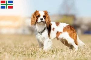 Lees meer over het artikel Cavalier King Charles Spaniël fokkers en pups in Groningen