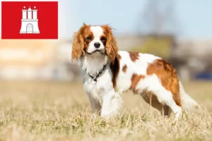 Lees meer over het artikel Cavalier King Charles Spaniël fokkers en pups in Hamburg
