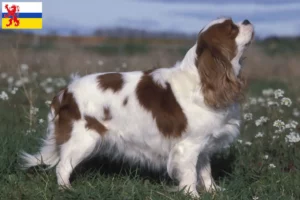 Lees meer over het artikel Cavalier King Charles Spaniël fokker en pups in Limburg
