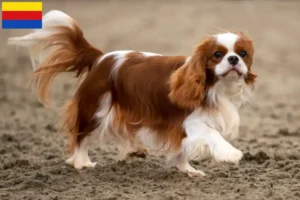 Lees meer over het artikel Cavalier King Charles Spaniël fokkers en pups in Noord-Holland