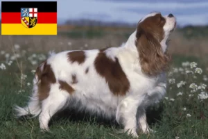 Lees meer over het artikel Cavalier King Charles Spaniël fokkers en pups in Saarland