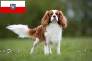 Lees meer over het artikel Cavalier King Charles Spaniël fokkers en pups in Thüringen