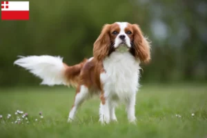 Lees meer over het artikel Cavalier King Charles Spaniël fokkers en pups in Utrecht