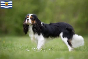 Lees meer over het artikel Cavalier King Charles Spaniël fokkers en pups in Zeeland