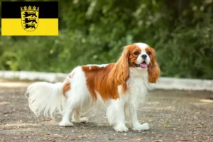 Lees meer over het artikel Cavalier King Charles Spaniël fokkers en pups in Baden-Württemberg