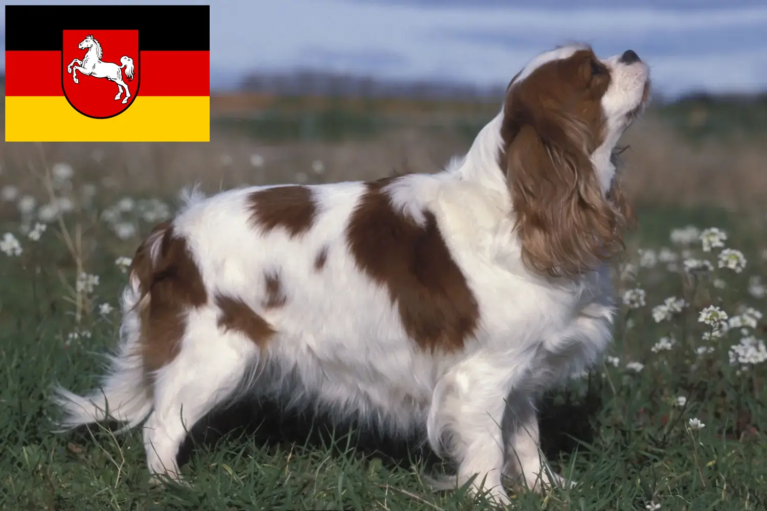 Cavalier King Charles Spaniel puppies en fokker Nedersaksen Hier vind je Cavalier King Charles Spaniels fokkers in Nedersaksen.