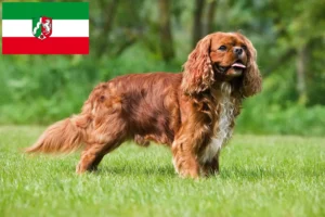 Lees meer over het artikel Cavalier King Charles Spaniël fokkers en pups in Noordrijn-Westfalen