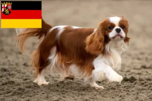 Lees meer over het artikel Cavalier King Charles Spaniël fokkers en pups in Rijnland-Palts