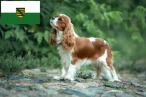 Lees meer over het artikel Cavalier King Charles Spaniël fokkers en pups in Saksen