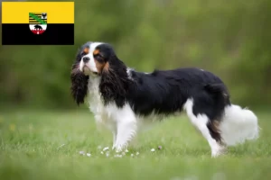 Lees meer over het artikel Cavalier King Charles Spaniël fokkers en pups in Saksen-Anhalt