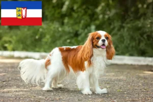 Lees meer over het artikel Cavalier King Charles Spaniël fokkers en pups in Sleeswijk-Holstein
