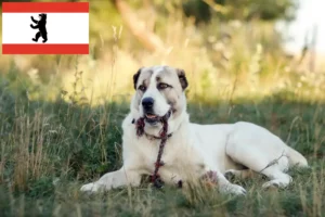 Lees meer over het artikel Centraal-Aziatische Herdershond Fokker en Puppies in Berlijn