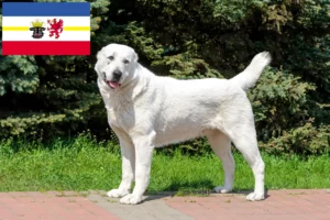 Lees meer over het artikel Centraal-Aziatische Herdershond fokker en Puppies in Mecklenburg-Vorpommern
