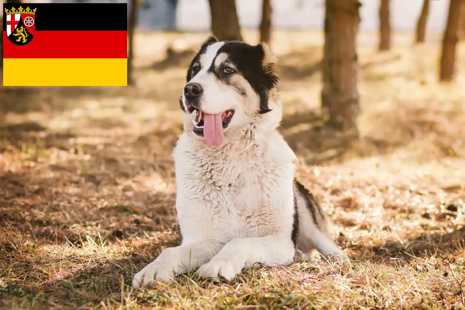 Centraal-Aziatische Herder Puppies en Fokker Rijnland-Palts Hier vind je fokkers van Centraal-Aziatische Herdershonden in Rijnland-Palts.