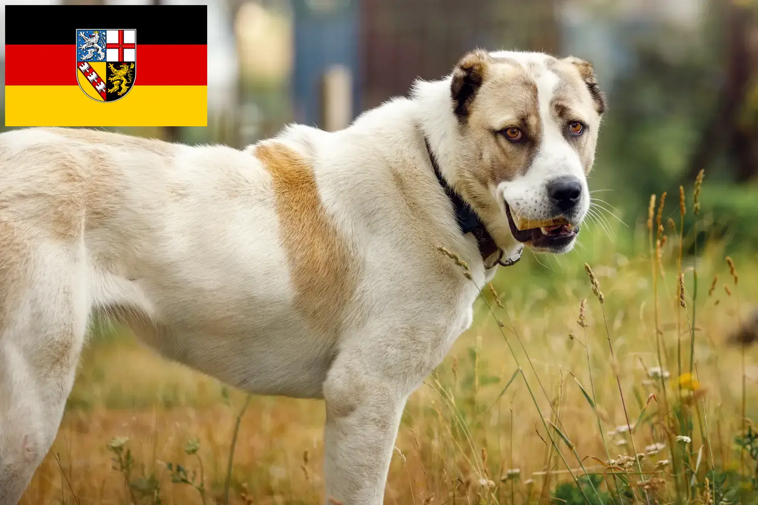 Centraal-Aziatische Herder Puppies en Fokker Saarland Hier vind je fokkers van Centraal-Aziatische Herders im Saarland.