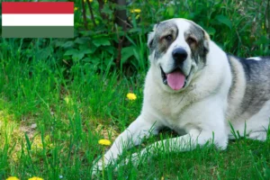 Lees meer over het artikel Centraal-Aziatische Herdershond fokker en Puppies in Hongarije