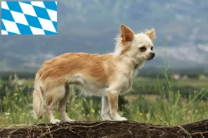 Lees meer over het artikel Chihuahua fokkers en puppies in Beieren