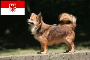 Lees meer over het artikel Chihuahua fokkers en pups in Brandenburg